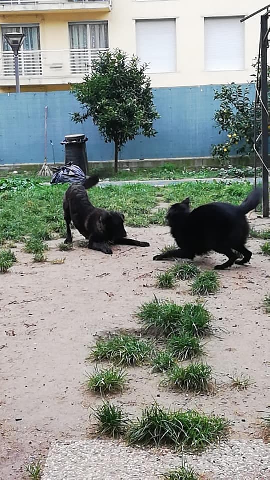 Nemo felice con i suoi amici