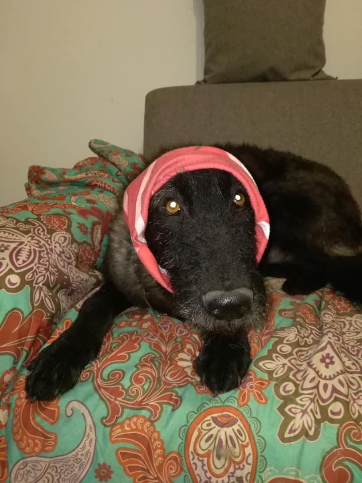 Nemo — il cane che ci ha cambiato