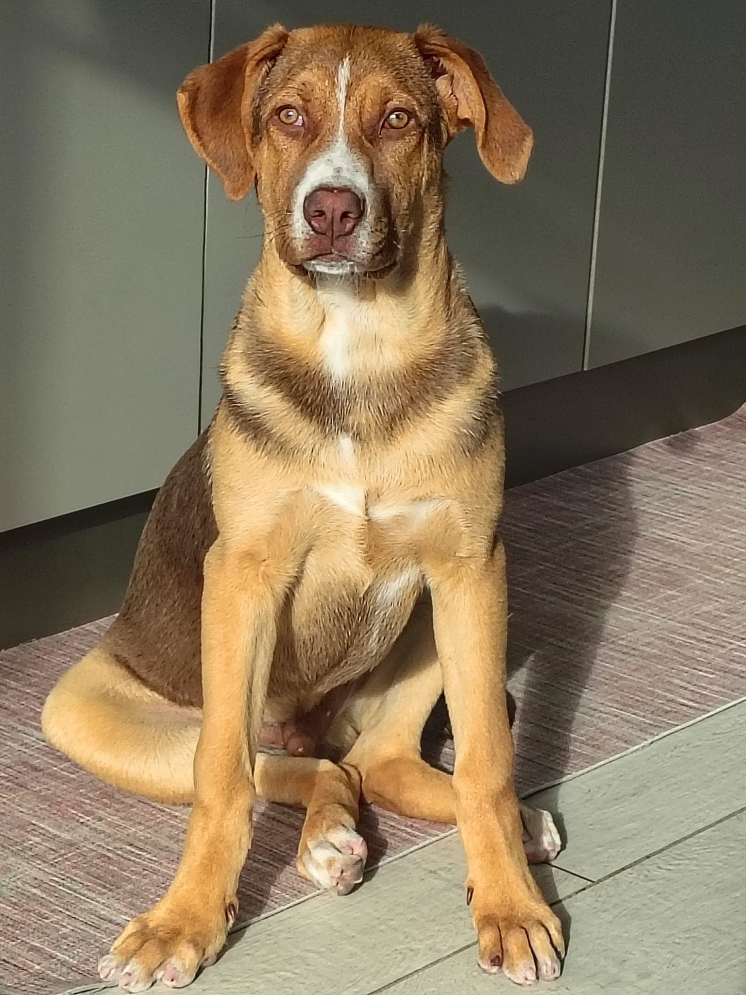 Pippi — adottato con ANPANA Comiso