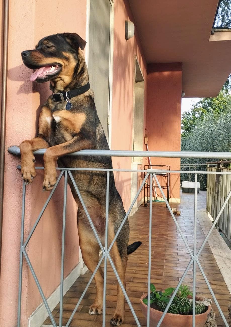 Ziva — adottato con ANPANA Comiso