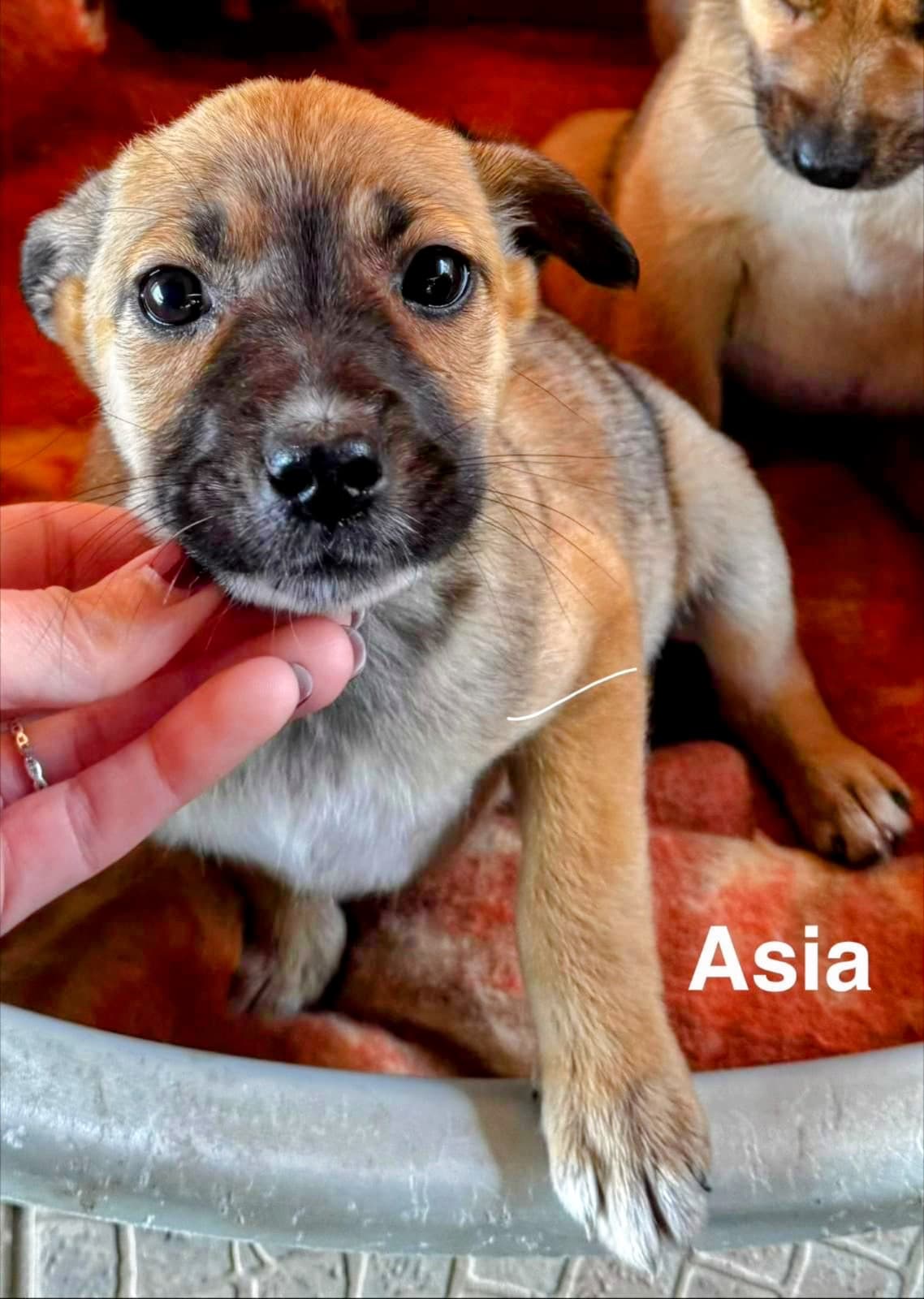 Asia, cane di taglia media in adozione a Comiso