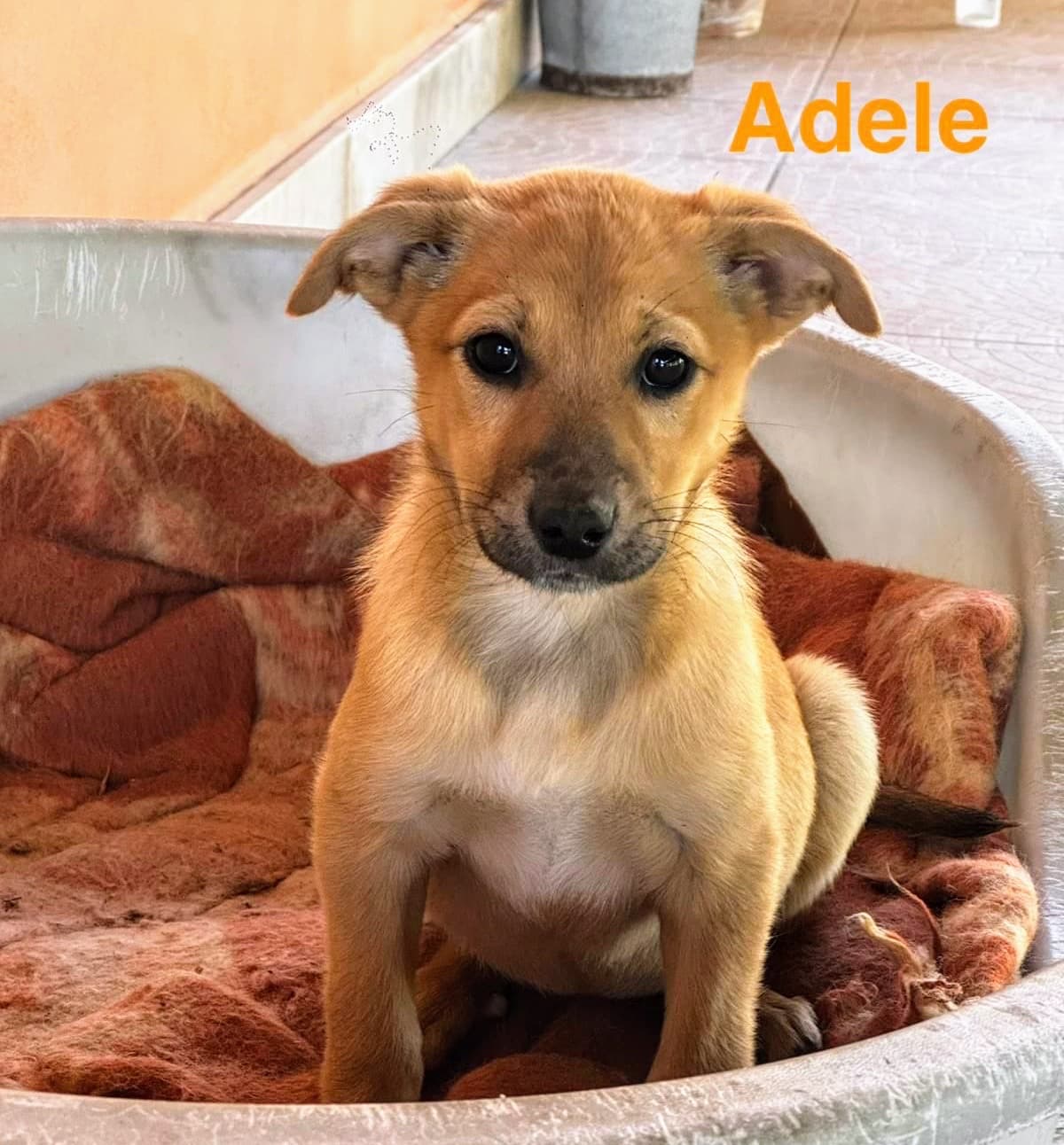 Adele, cane di taglia media in adozione a Comiso