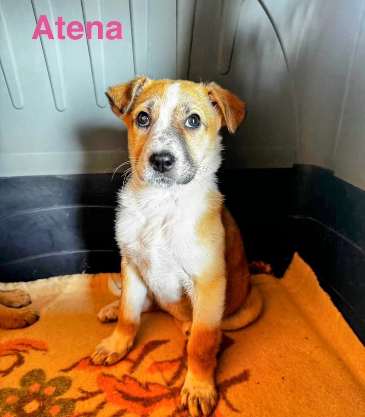 Atena, cane di taglia media in adozione a Comiso