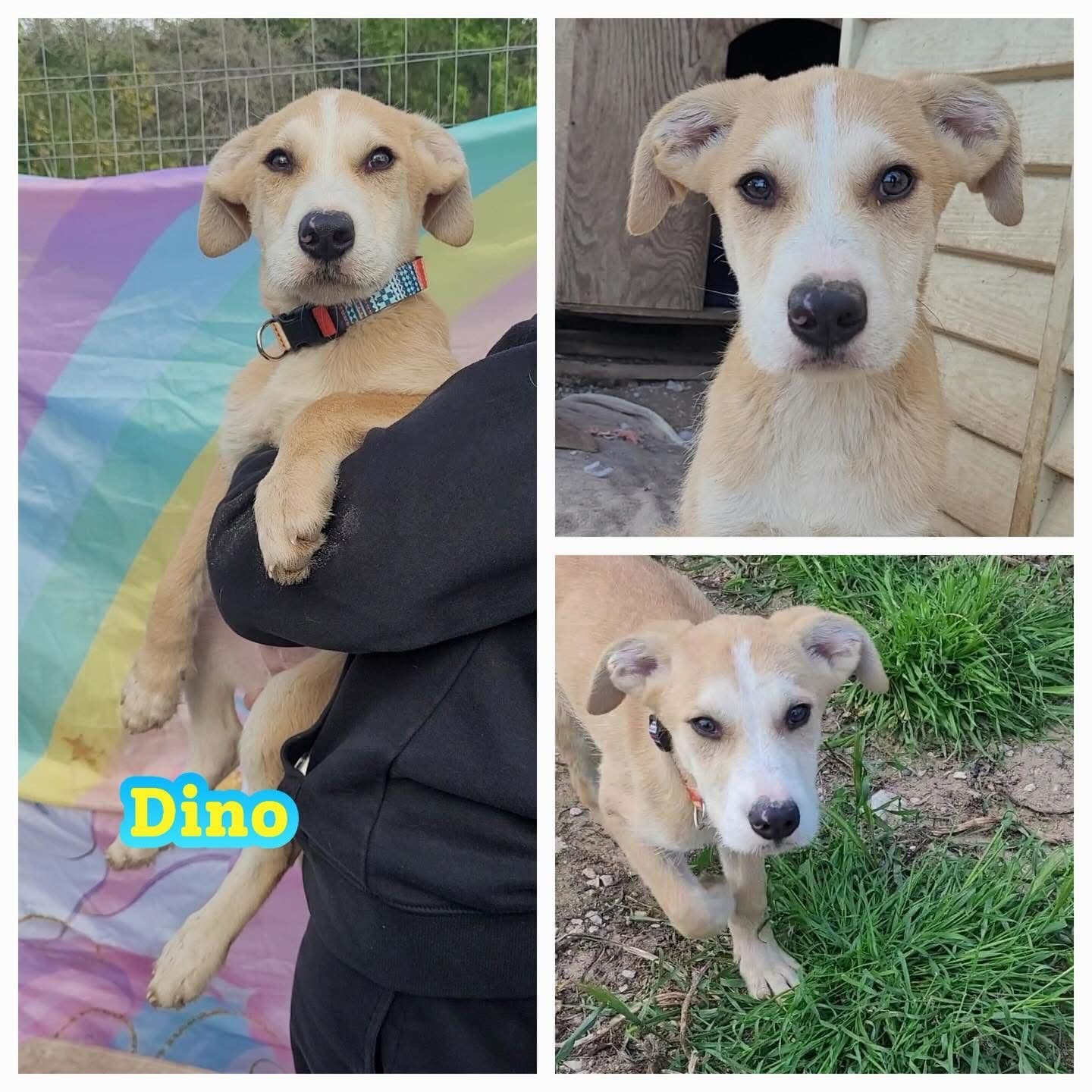 Dino, cane di taglia media in adozione a Comiso