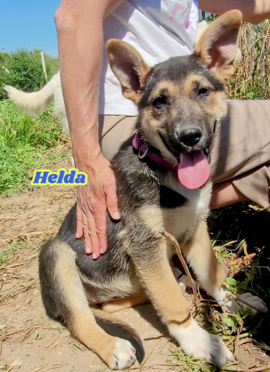 Helda, cane di taglia media in adozione a Comiso