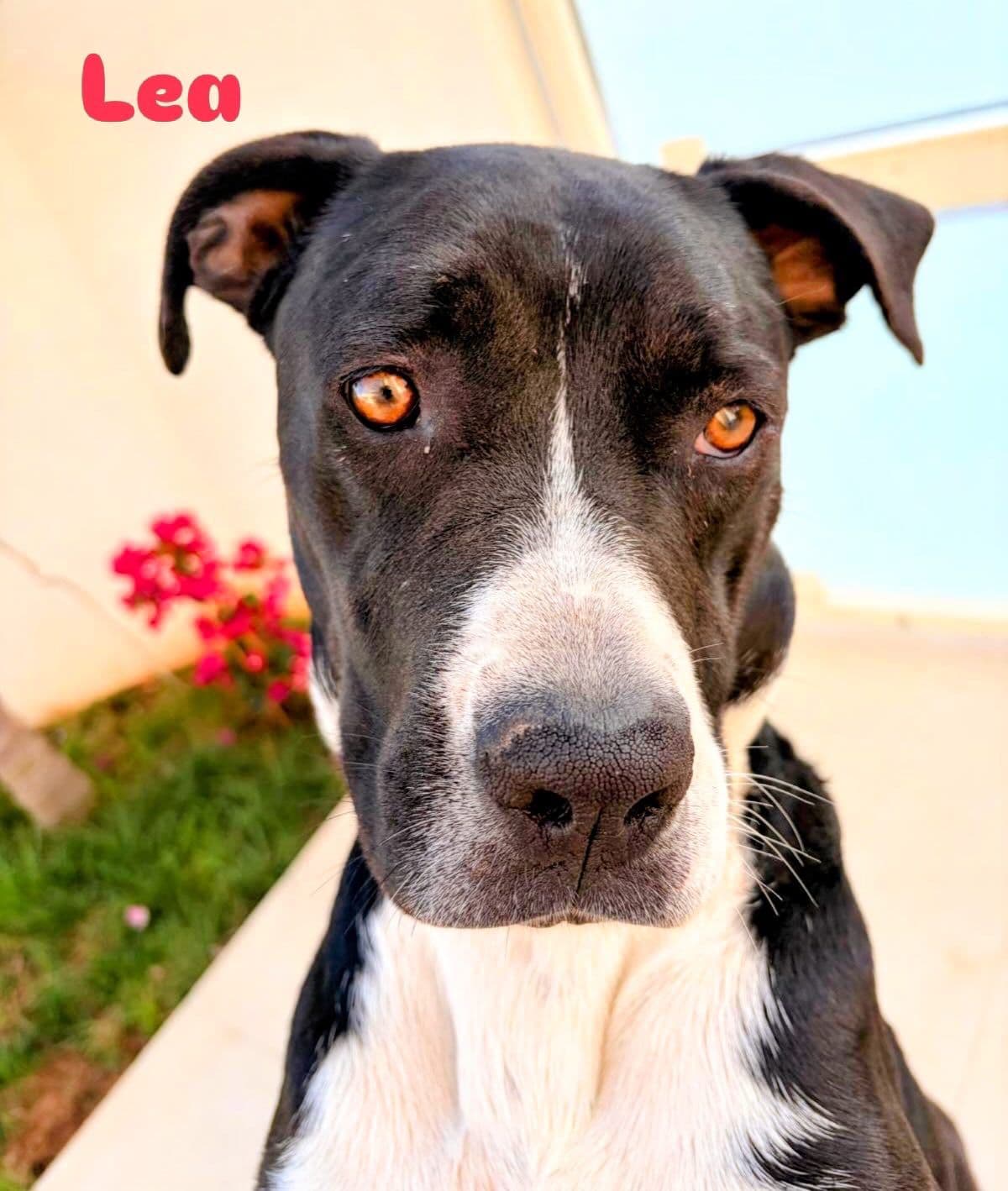 Lea, cane di taglia media in adozione a Comiso