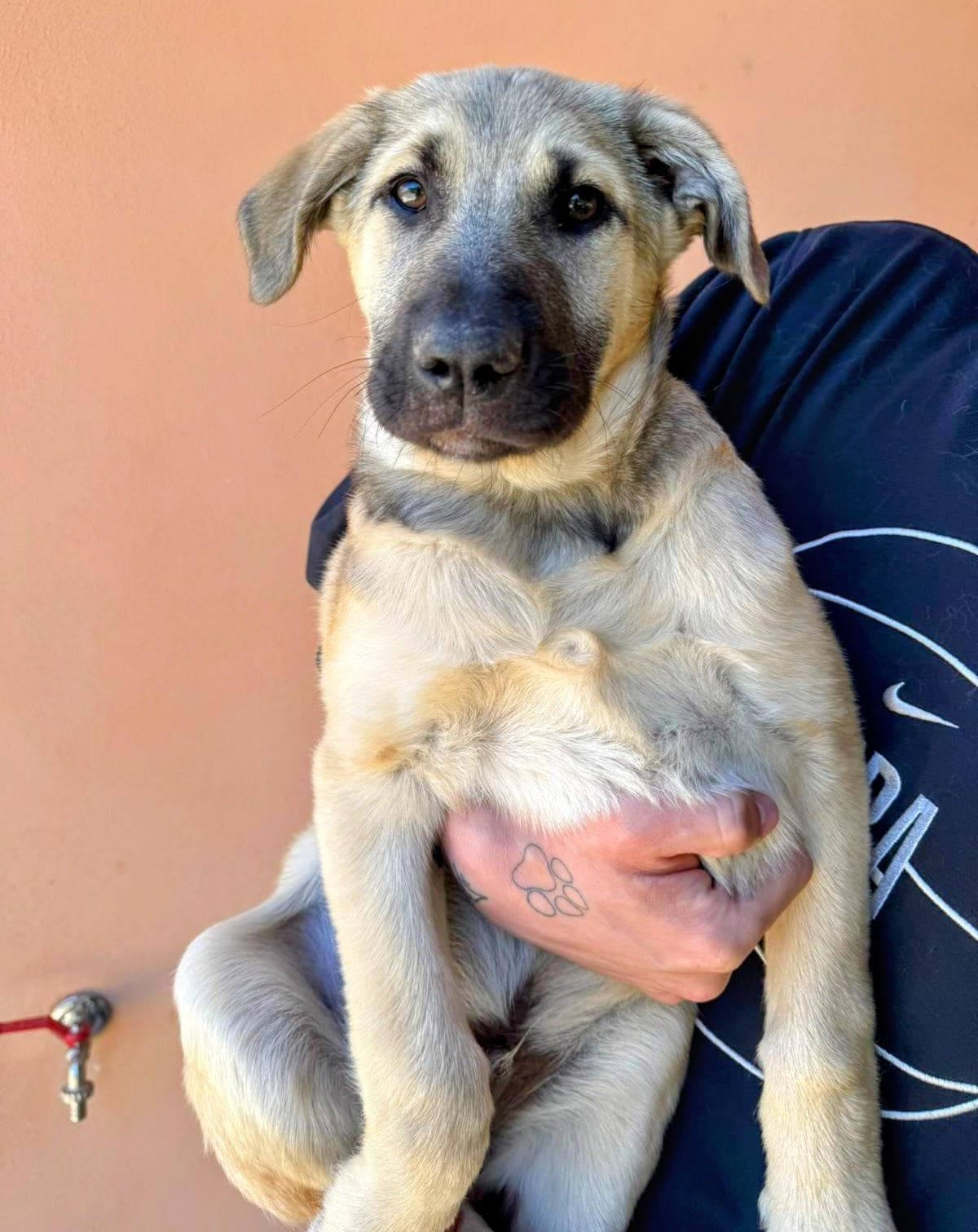 Artur, cane di taglia media in adozione a Comiso