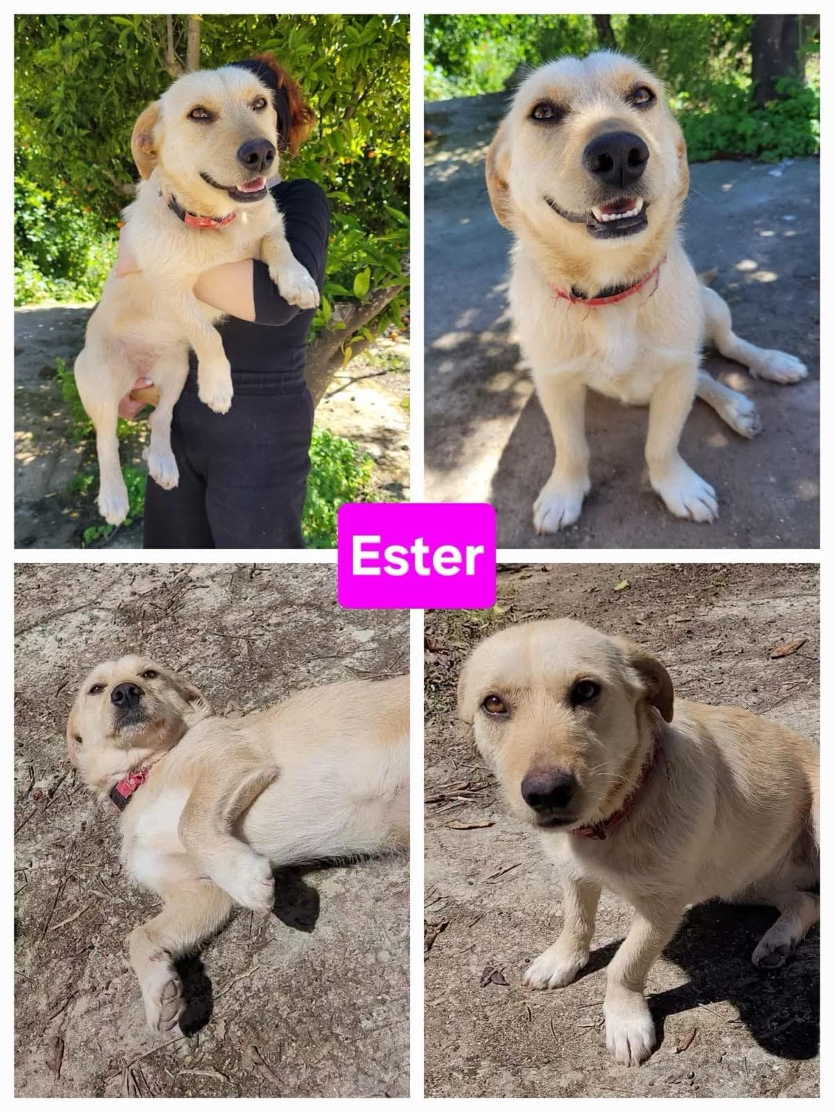 Ester, cane di taglia media in adozione a Comiso