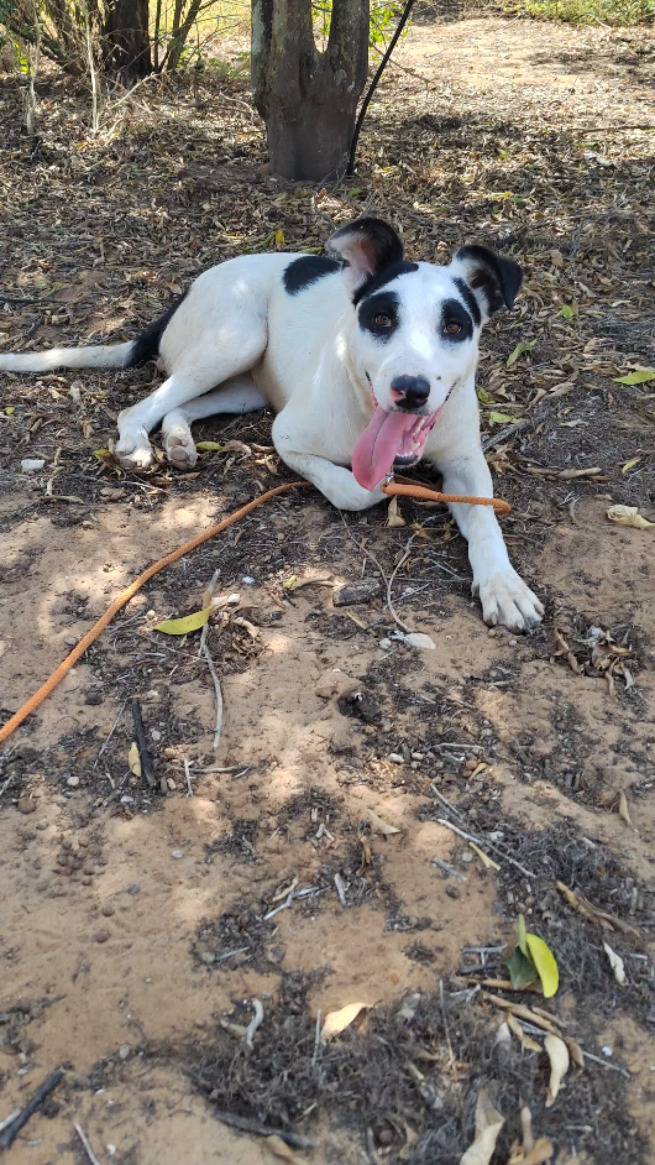 Phoebe, cane di taglia media in adozione a Comiso