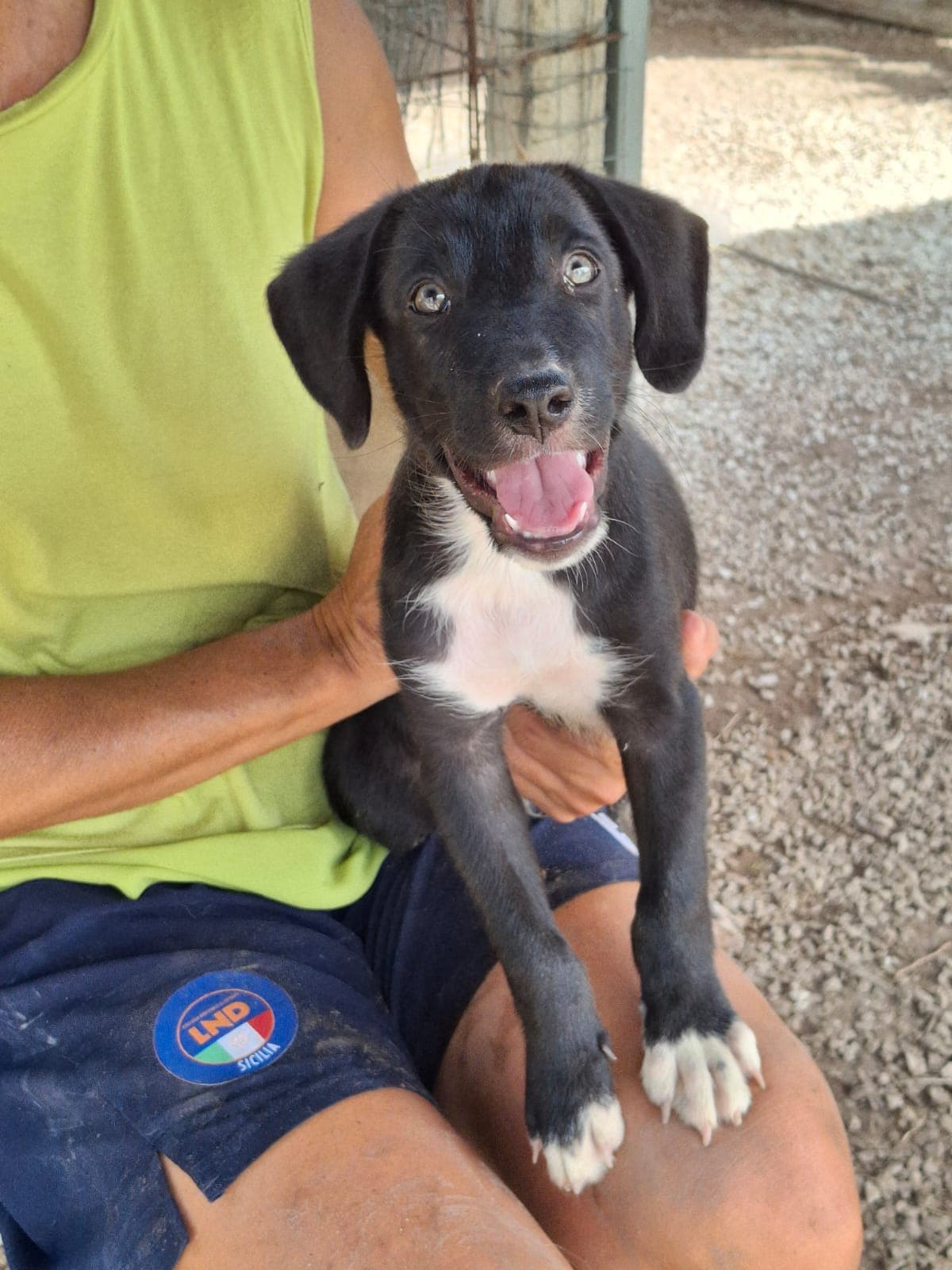 Leo, cane di taglia media in adozione a Comiso