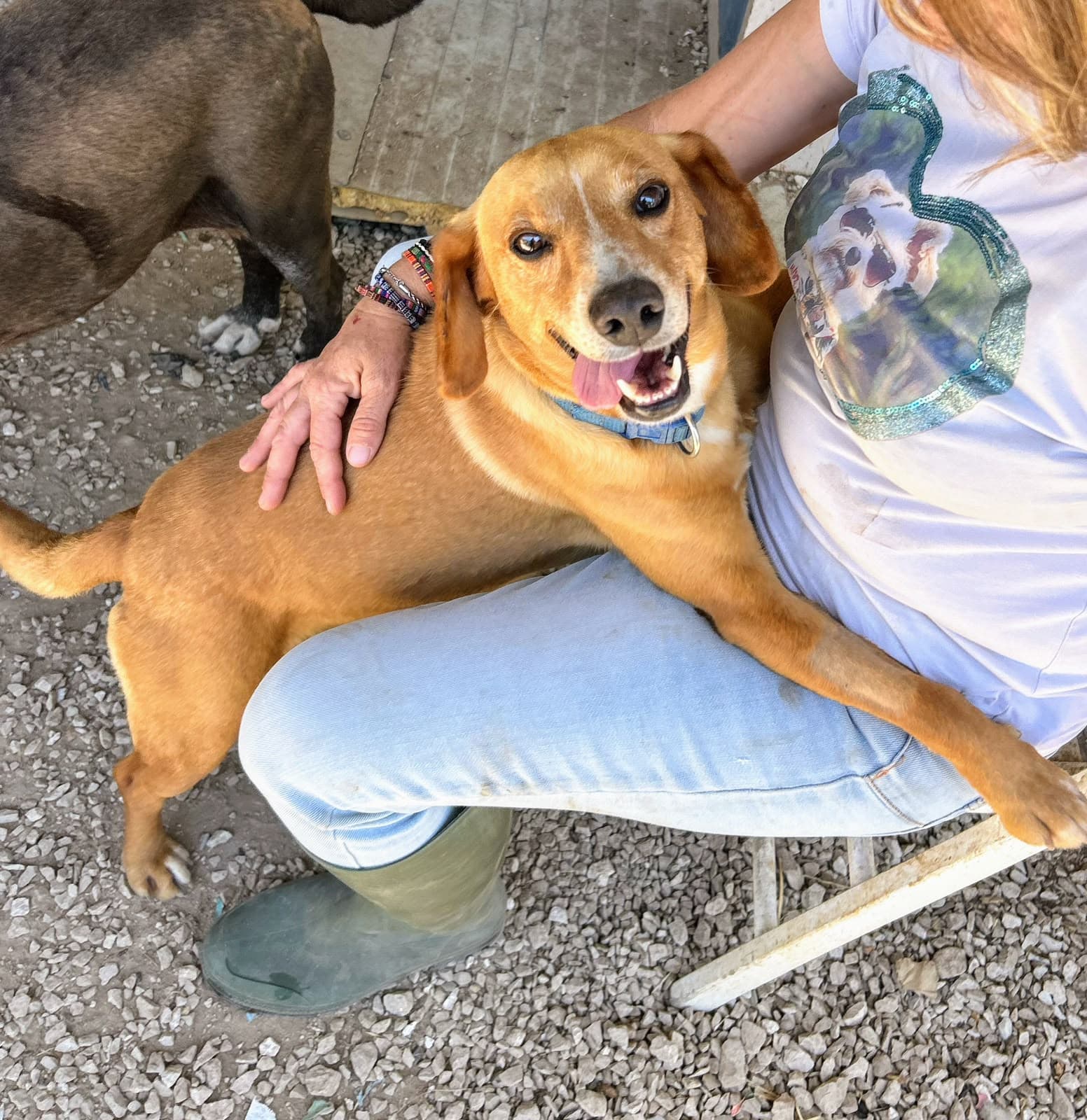 Biagio, cane di taglia piccola in adozione a Comiso