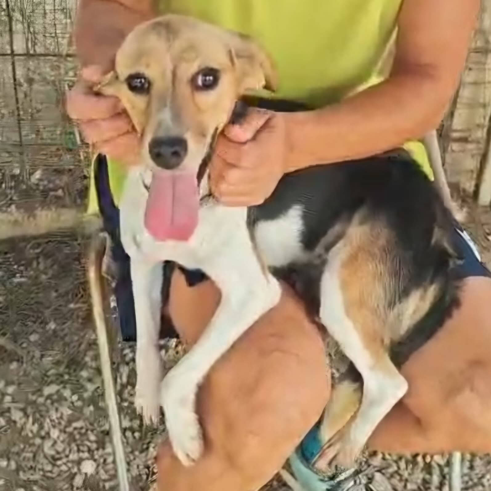 Lia, cane di taglia piccola in adozione a Comiso