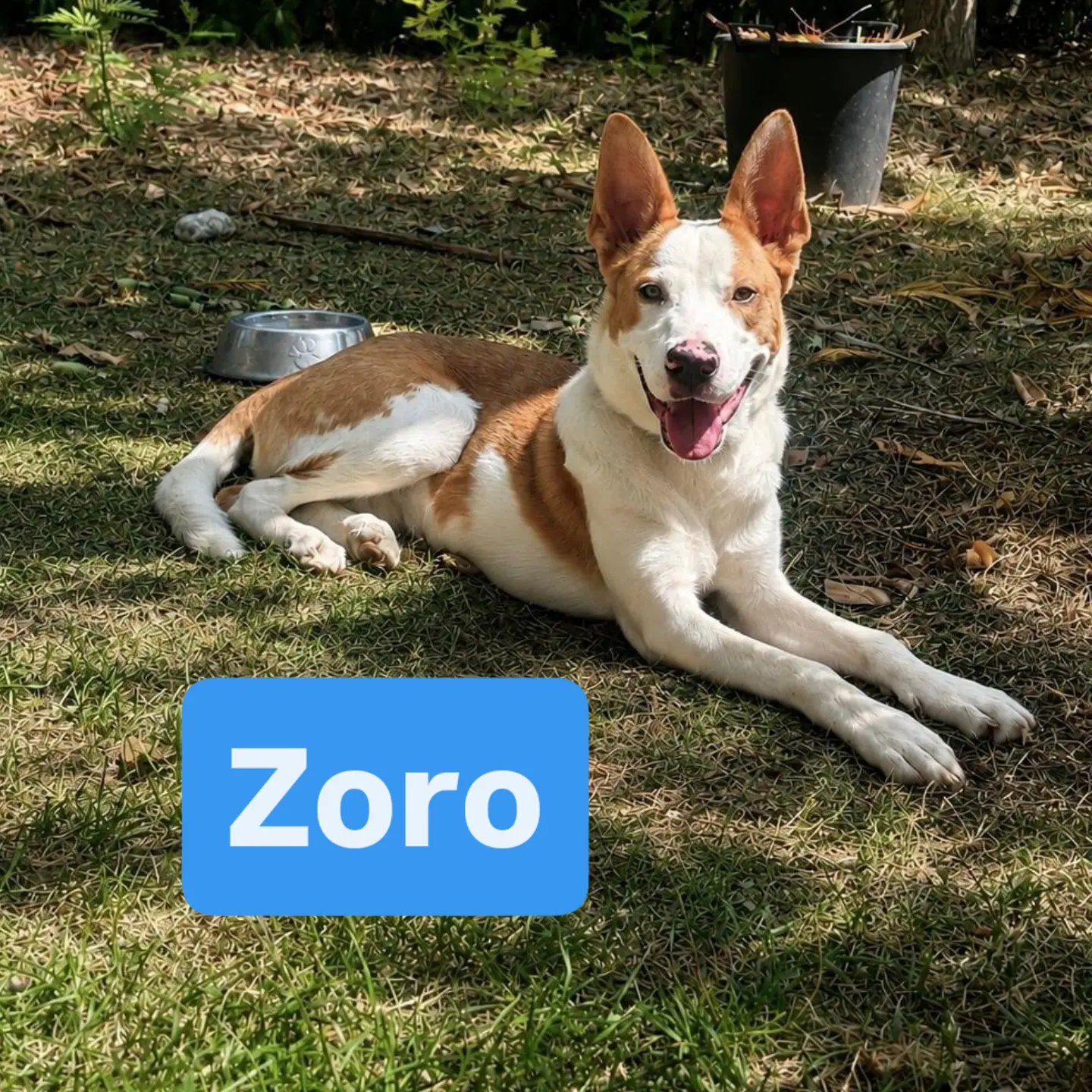 Zoro, cane di taglia media in adozione a Comiso
