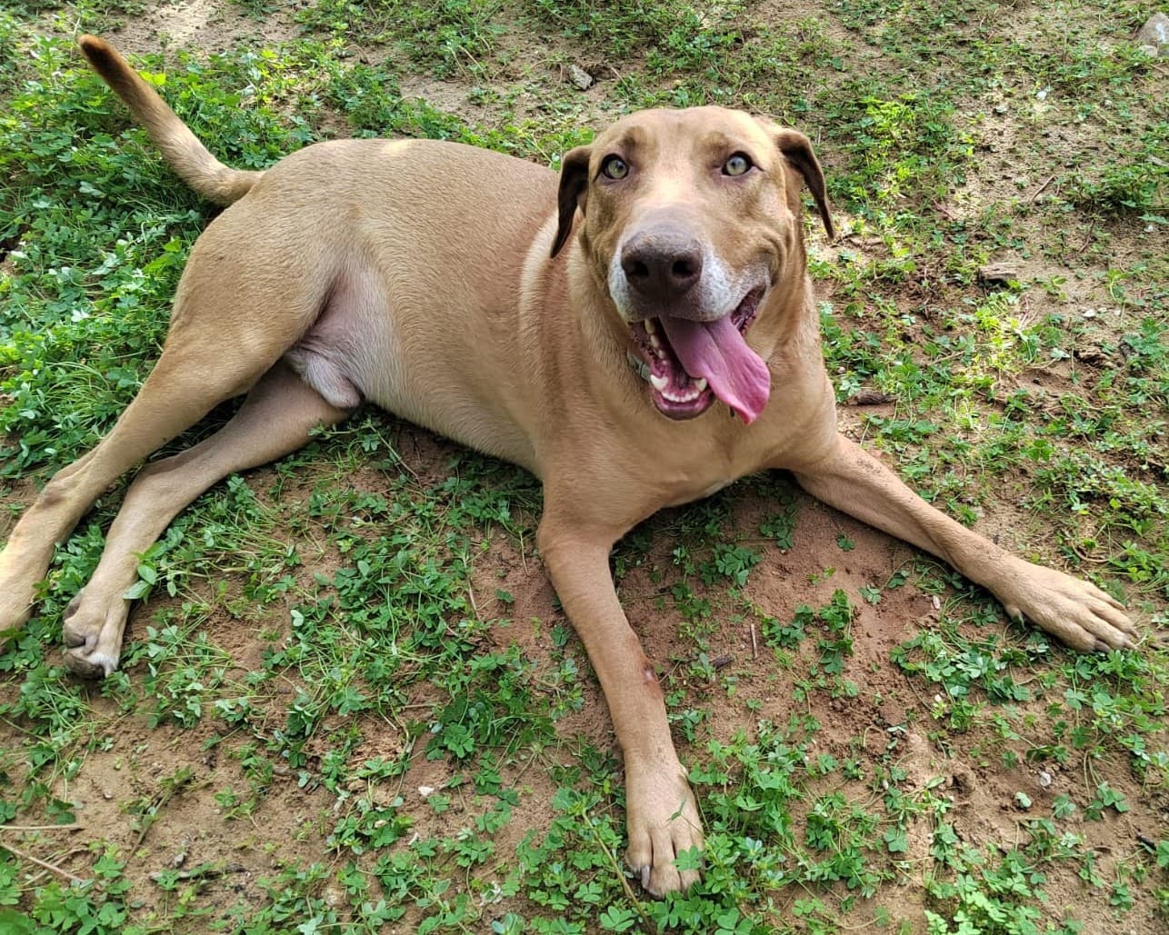 Cannellone , cane di taglia grande in adozione a Comiso