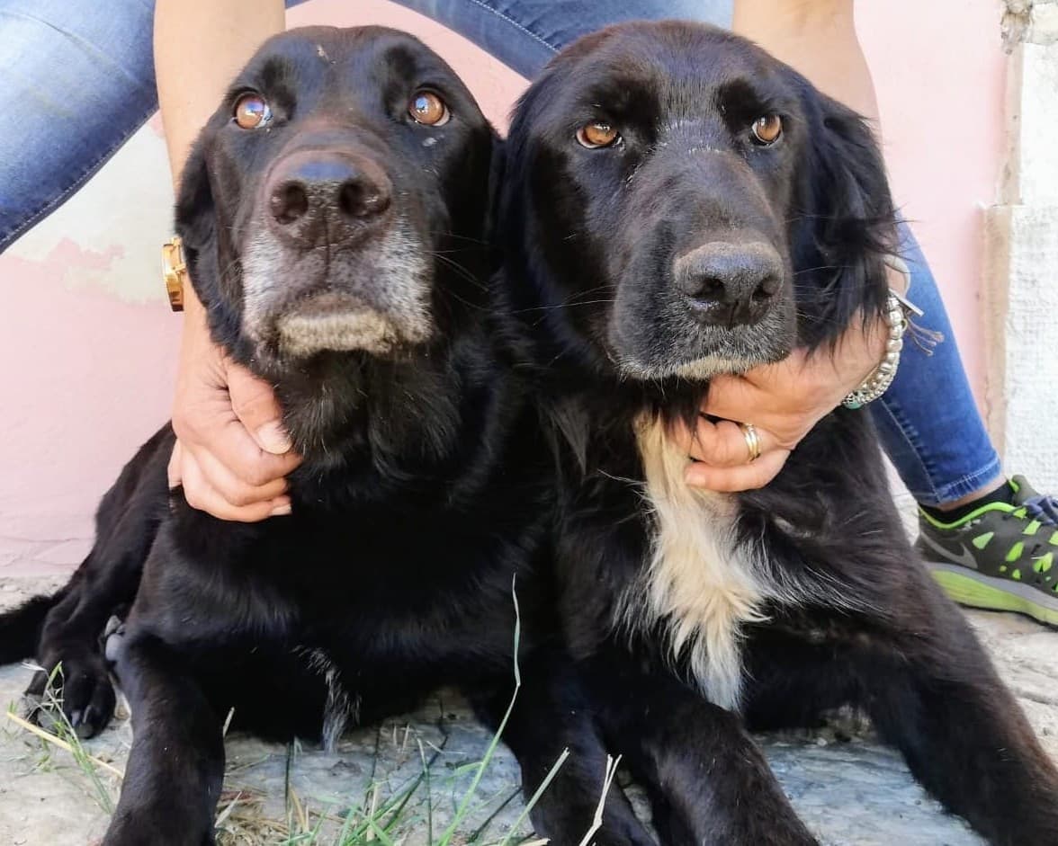 Athos e Raiida, cane di taglia grande in adozione a Comiso