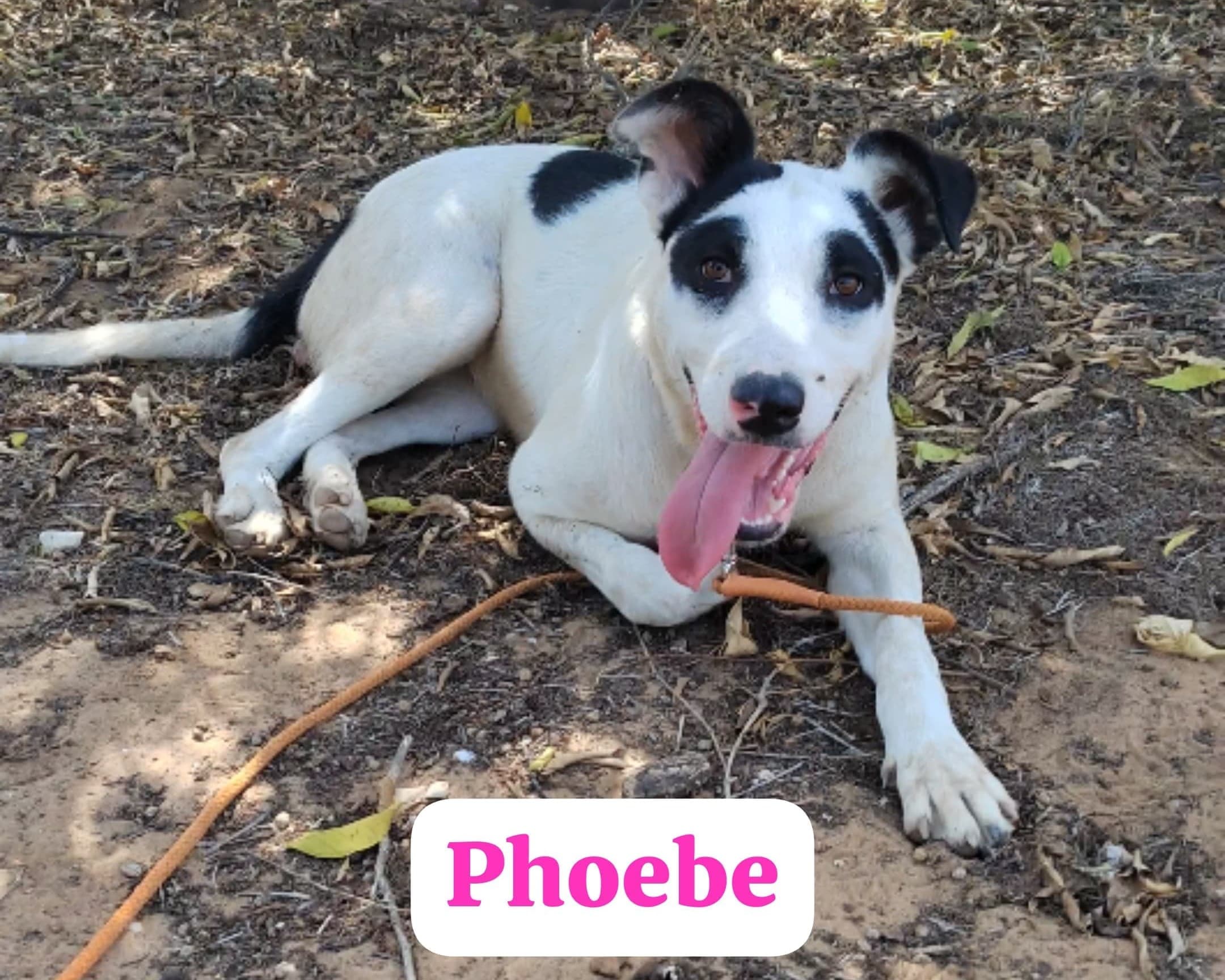 Phoebe, cane di taglia media in adozione a Comiso
