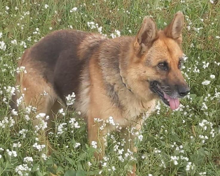 Karmen, cane di taglia media in adozione a Comiso